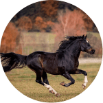 Arenberg Nordkirchen Raza de caballo aleman