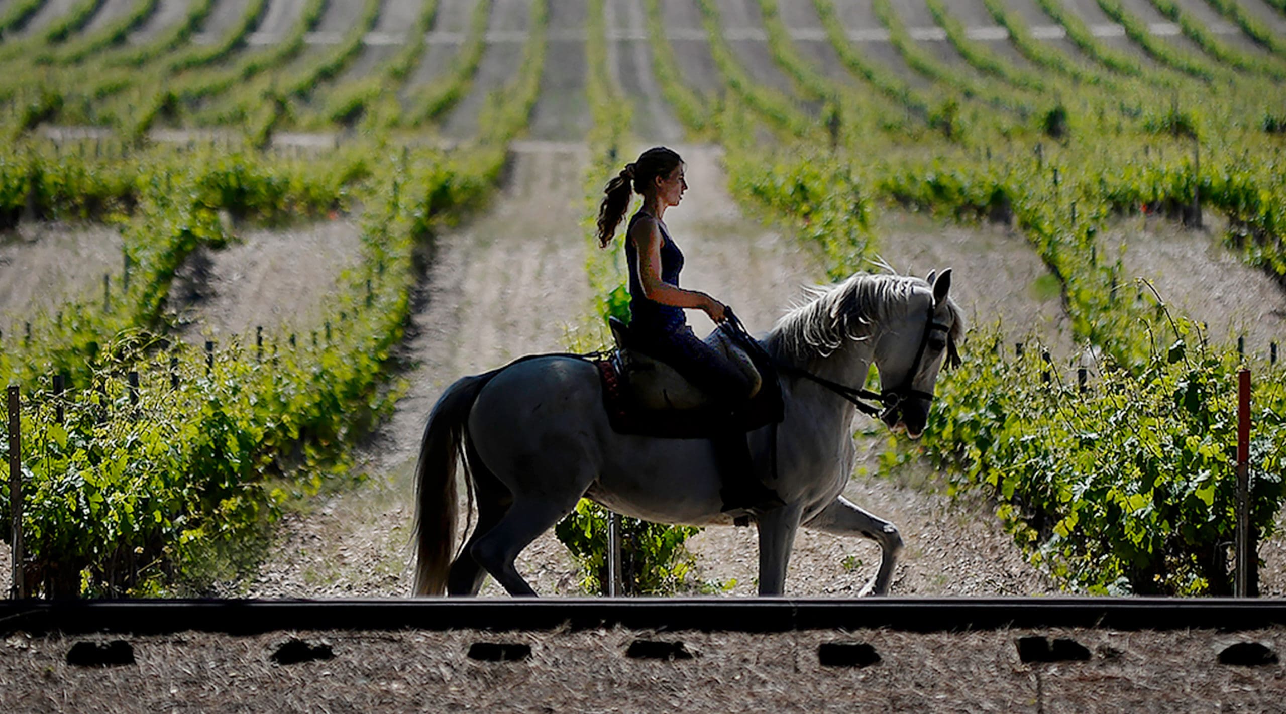 Actividad del caballo