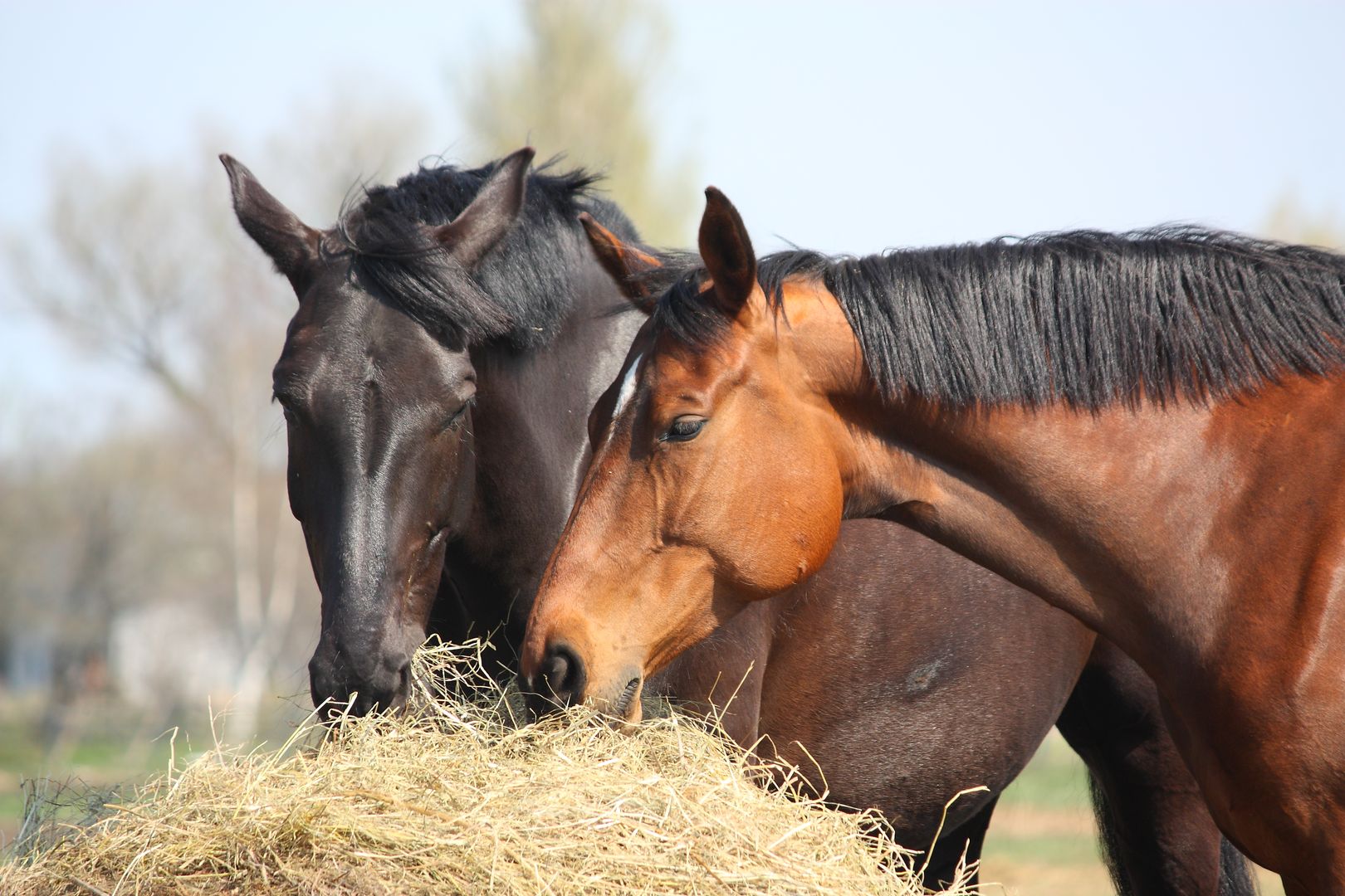 Alimentacion Caballo