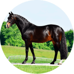 Bavaro Raza de caballo aleman