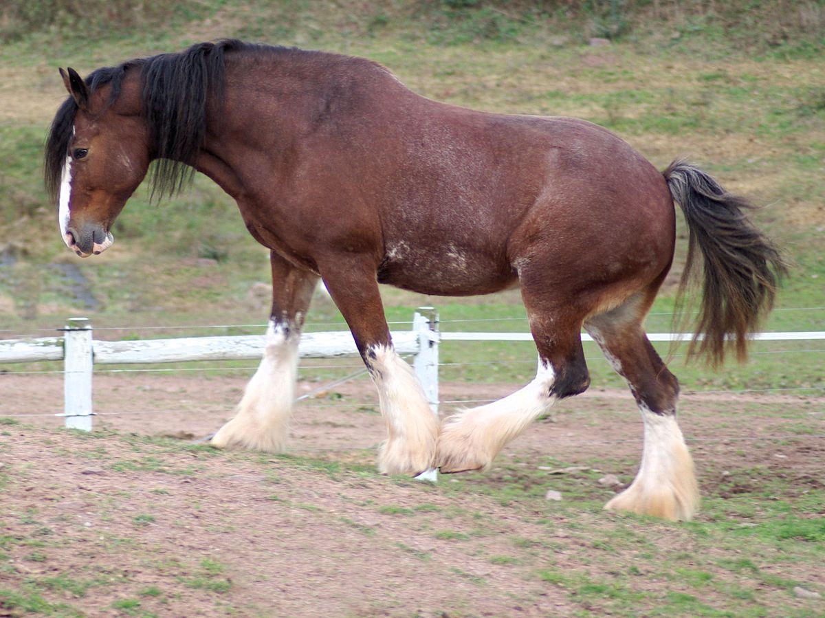 Caballo Escoces