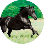 Caballo de Raza Andaluz