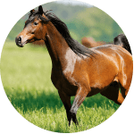 Caballo de Raza Arabe