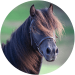 Caballo de Raza Asturcon