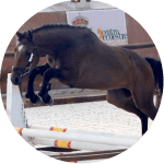Caballo de Deporte Español