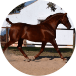 Caballo de Raza Hispano Arabe