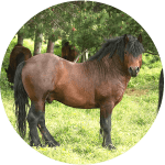 Caballo de Raza Jaca Navarra