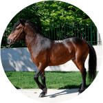 Caballo de Pura Raza Gallega