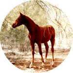 Caballo Trotador Español