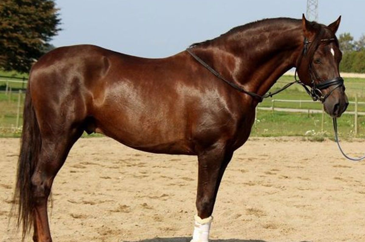 Caballos nombres ideas