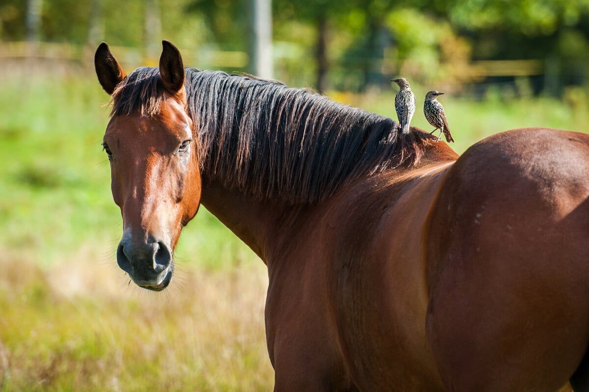 Caracteristicas del Caballo Hispano Arabe