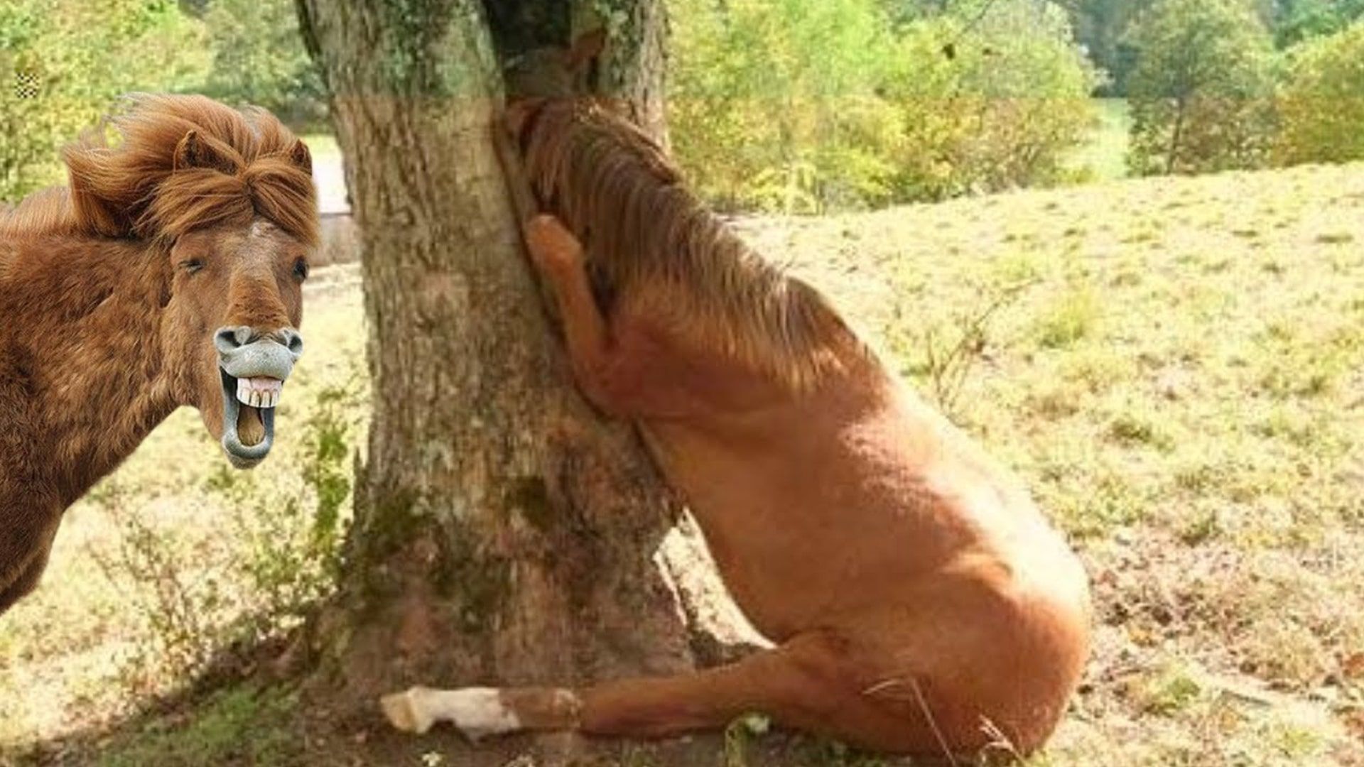 Chistes sobre caballos
