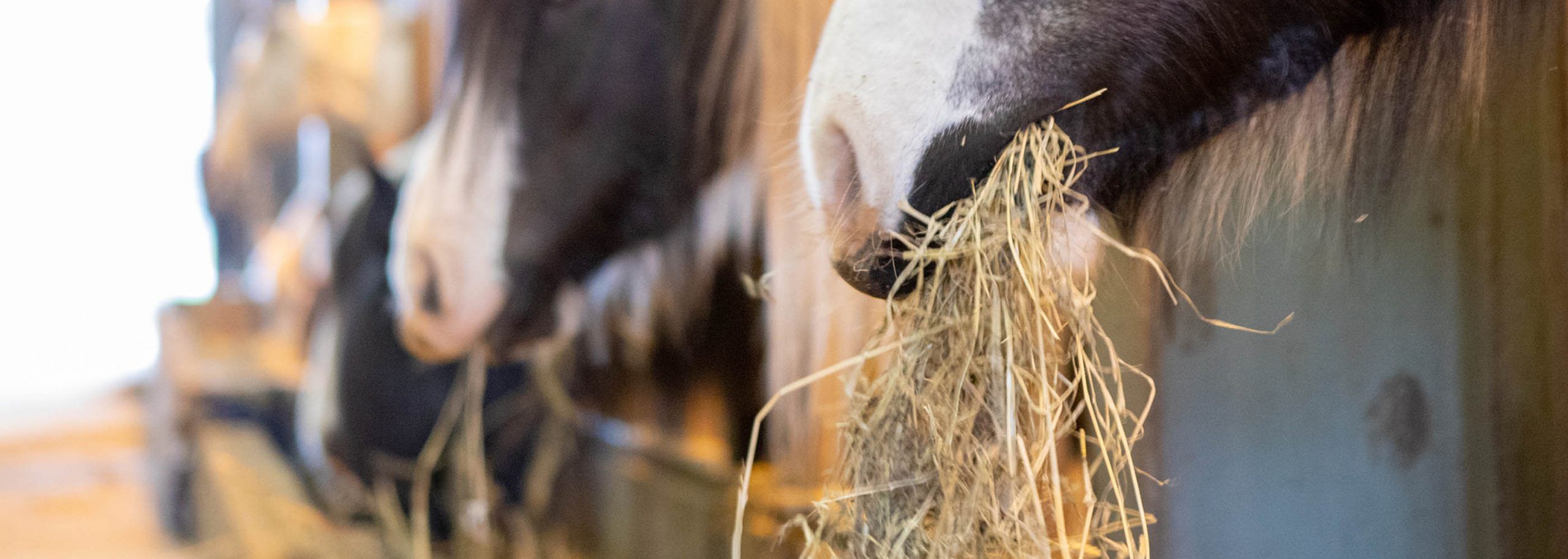 Comida para caballo