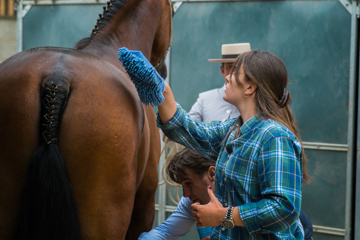 Los cuidados del caballo hispano arabe