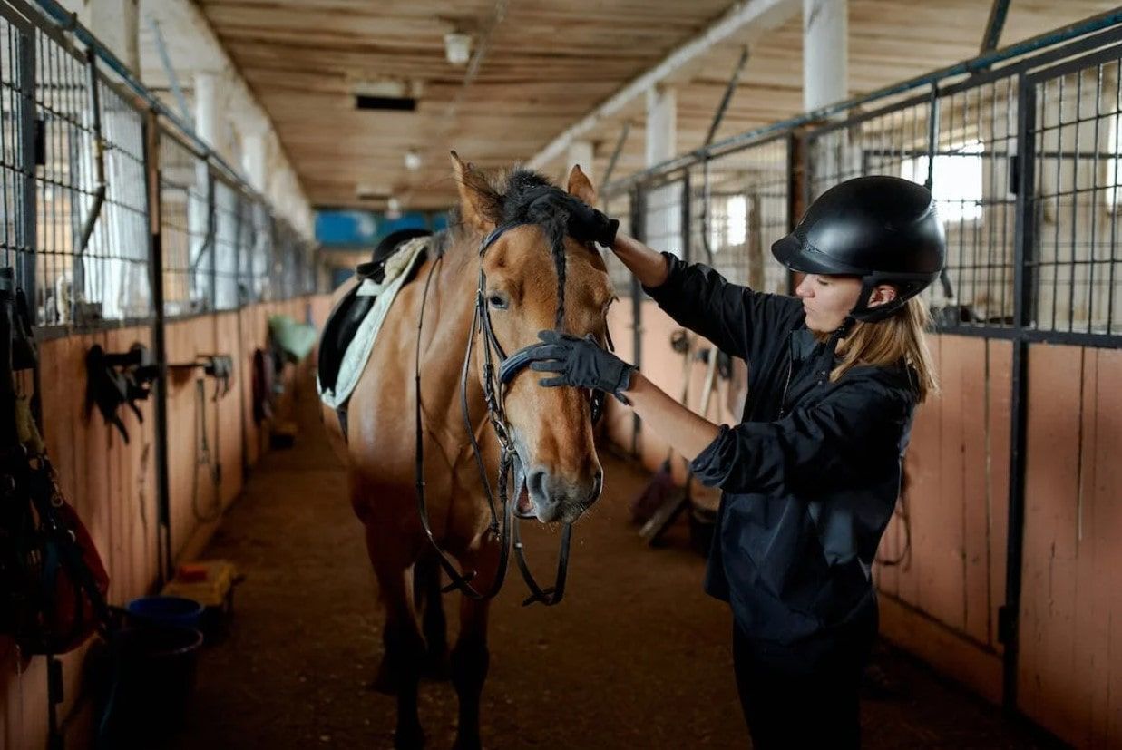 Cuidados del caballo