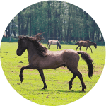 Dulmen Raza de Caballos Alemanes