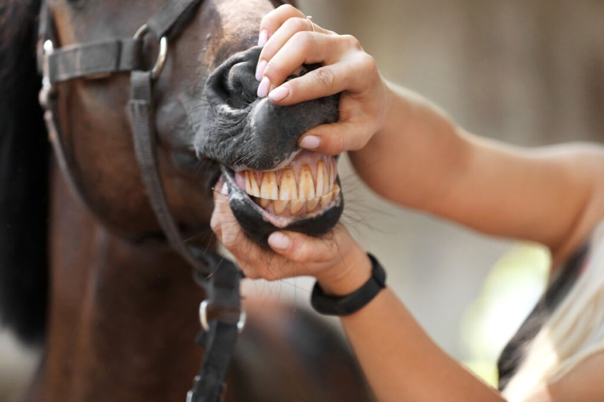 Dientes caballo