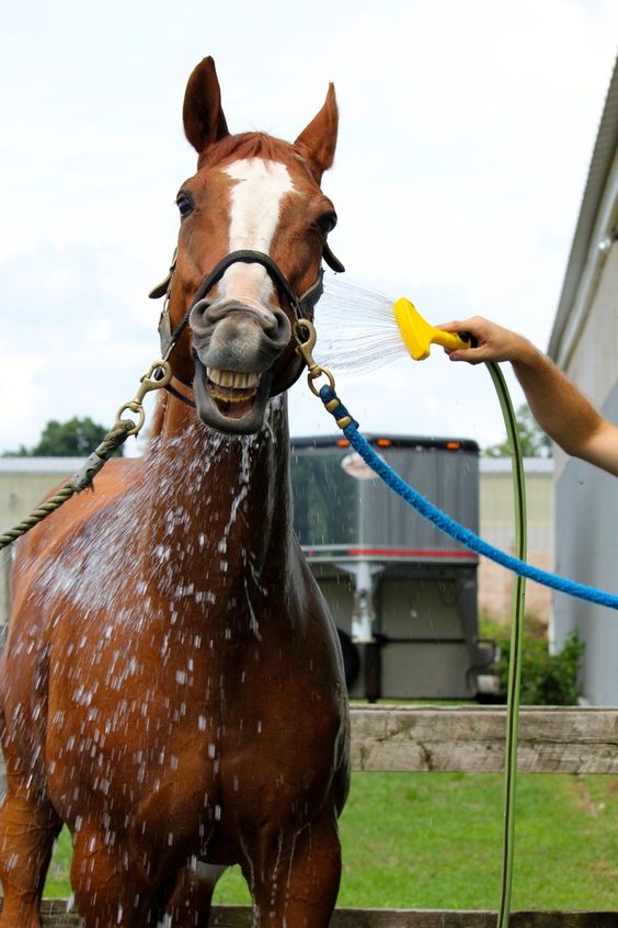 Ducha Caballo