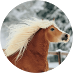 Edelbluthaflinger Raza de Caballos Alemanes
