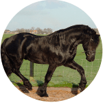 Frison Oriental Raza de Caballos Alemanes