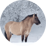 Heck Raza de Caballos Alemanes