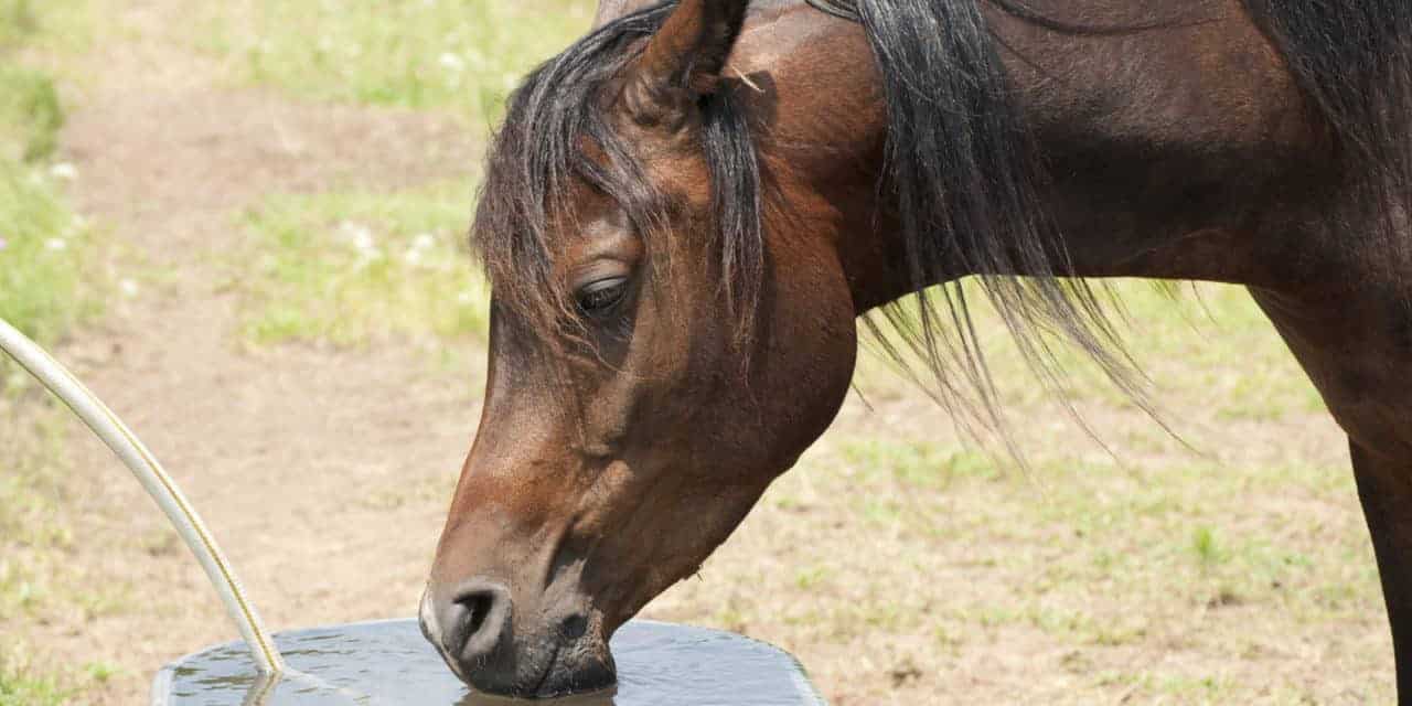 Hidratación agua caballo
