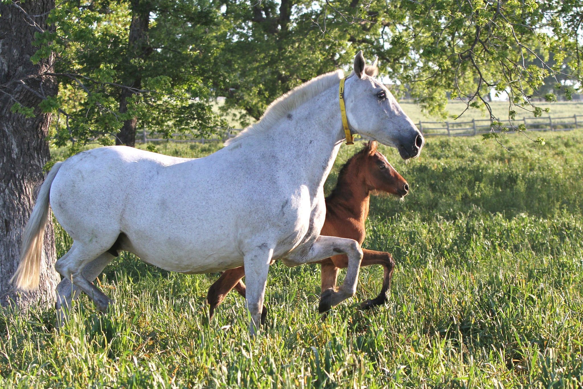 Ideas de nombres para caballos