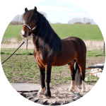 Lehmkuhlener Raza de Caballos Alemanes