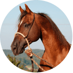 Leonharder Raza de Caballos Alemanes