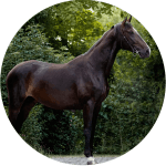 Leutstettener Raza de Caballos Alemanes