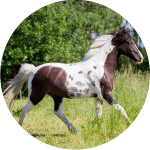 Lewitner Raza de Caballos Alemanes