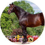 Oldenburgues Raza de Caballos Alemanes