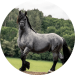 Pfalz Ardenner Raza de Caballos Alemanes