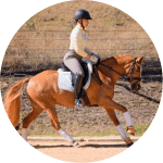 Poni de silla aleman Raza de Caballos alemanes