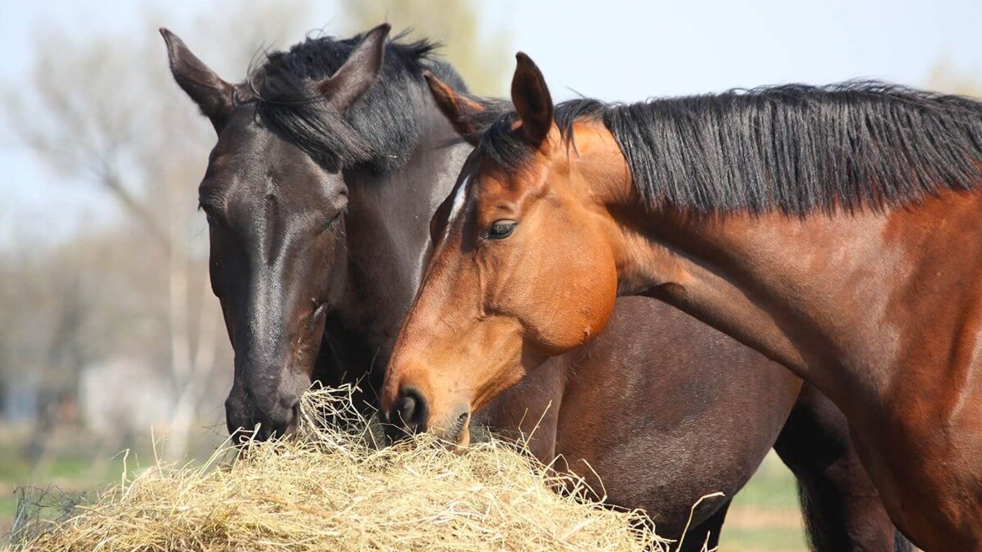 Que comen los caballos todo sobre su alimentacion