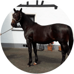 Rottaler Raza de Caballos Alemanes