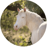 Caballo Albino USA