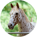 Caballo Appaloosa USA