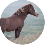 Caballo Blazer USA