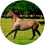 Caballo Carolina Marsh Tacky