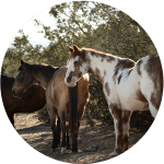 Caballo Choctaw