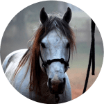 Caballo Florida Cracker