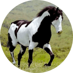 Caballo Indio Americano