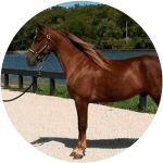 Caballo Kentucky Mountain Saddle