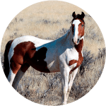 Caballo Mustang