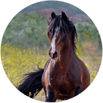 Caballo Mustang De Cerbat