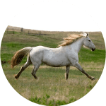 Caballo Nokota USA