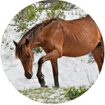 Caballo Outer Banks