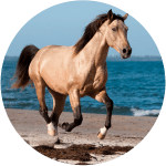 Caballo Quarab USA