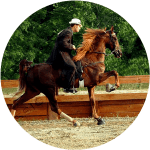 Caballo Racking Horse